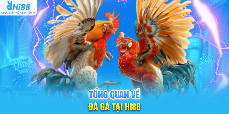 Tổng Quan Về Đá Gà Tại Hi88