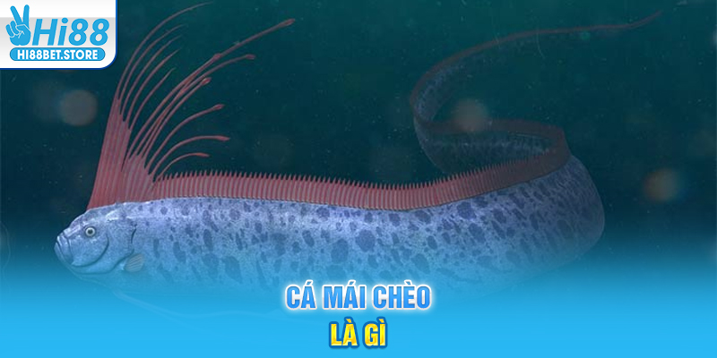 Cá Mái Chèo là gì