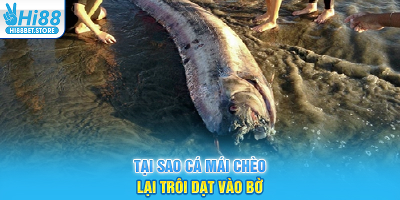 Tại sao cá mái chèo lại trôi dạt vào bờ